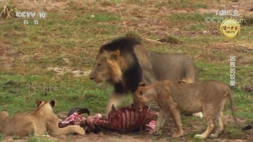 自然传奇凶残的较量 狮子野猪 各种动物