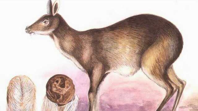 原来麝香是林麝产出来的,450元每克比黄金还贵