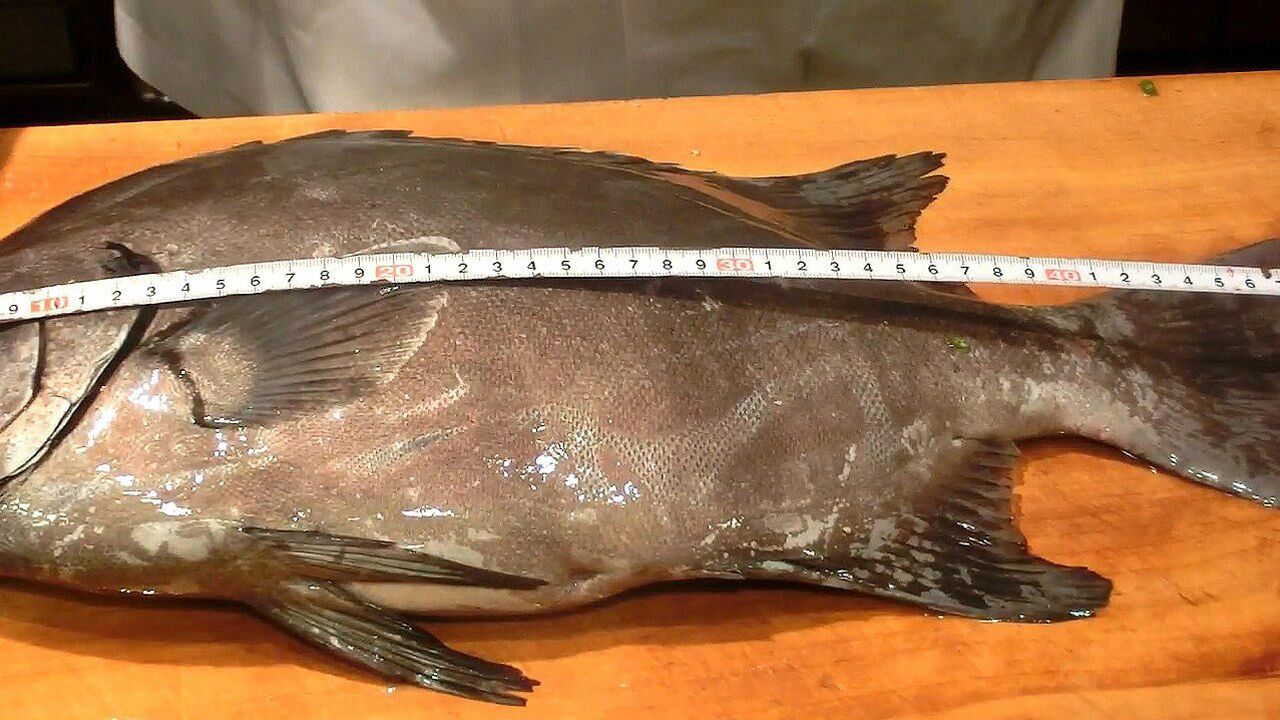 一条几百块钱的石鲷鱼,只生吃几块肉,有点太浪费了