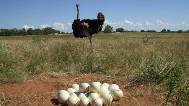 很多母鸵鸟只下蛋不孵蛋,让别的鸵鸟替自己孵