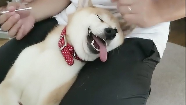 哈哈二哈掏耳朵这货表情亮了