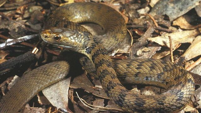 粗鳞矛头蝮蛇真是伪装大师,不小心踩到它就遭殃了