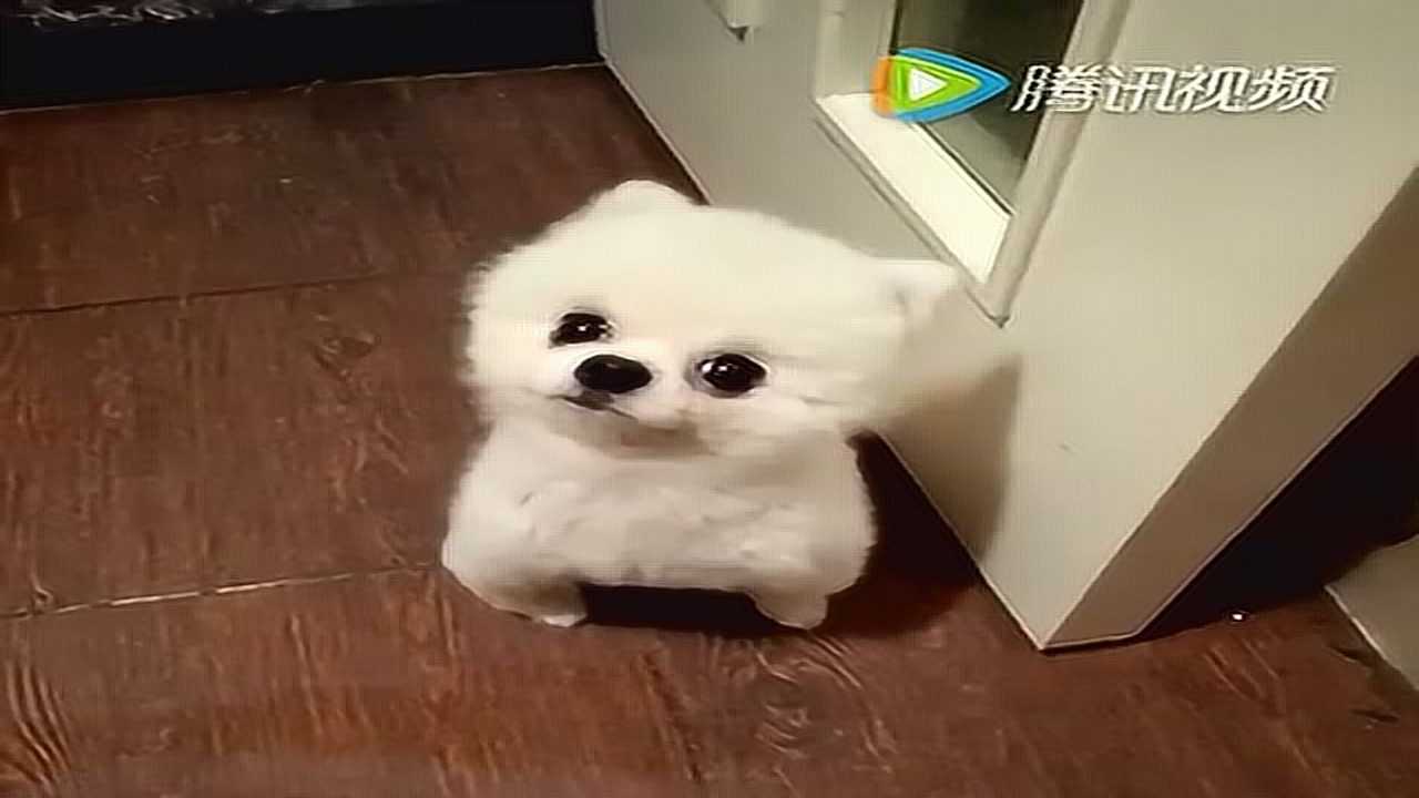 狗狗机灵小不点好可爱