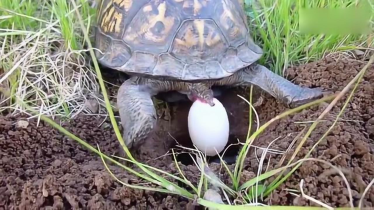 乌龟生蛋过程真实实录当妈妈没有一个是轻松的