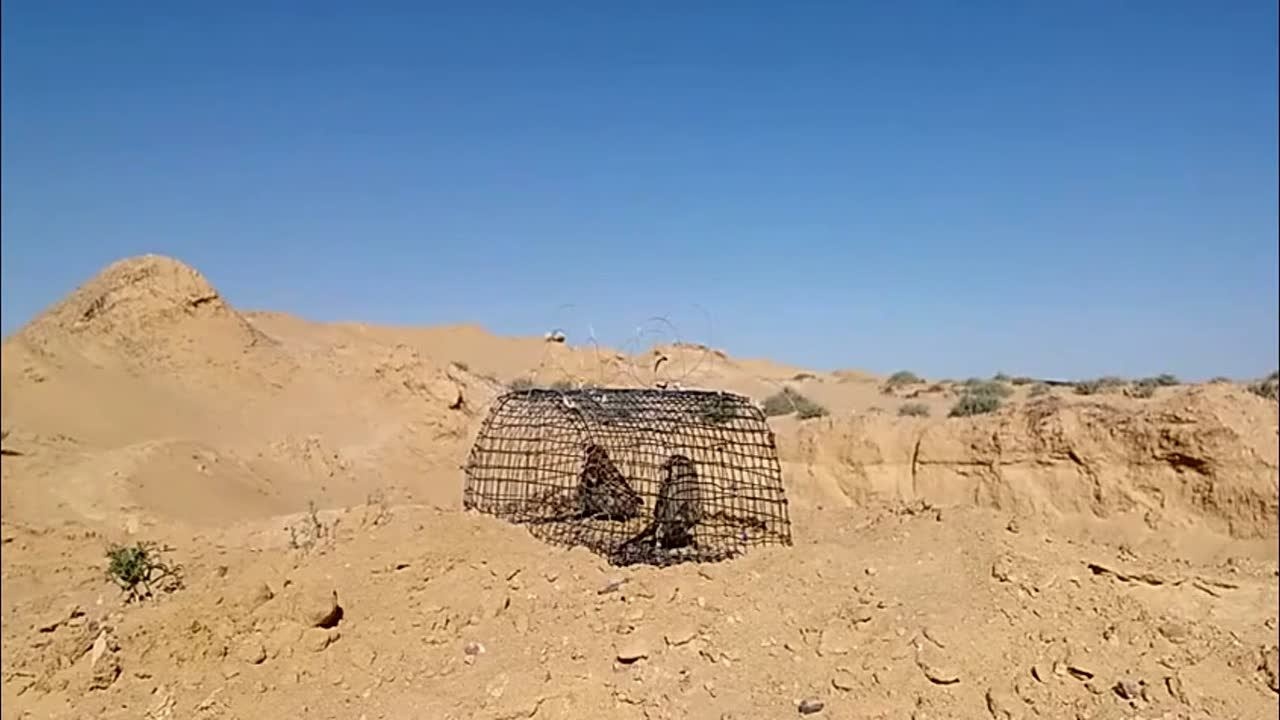 猎人设陷阱抓小鸟小鸟妈妈等它们回家心酸难过