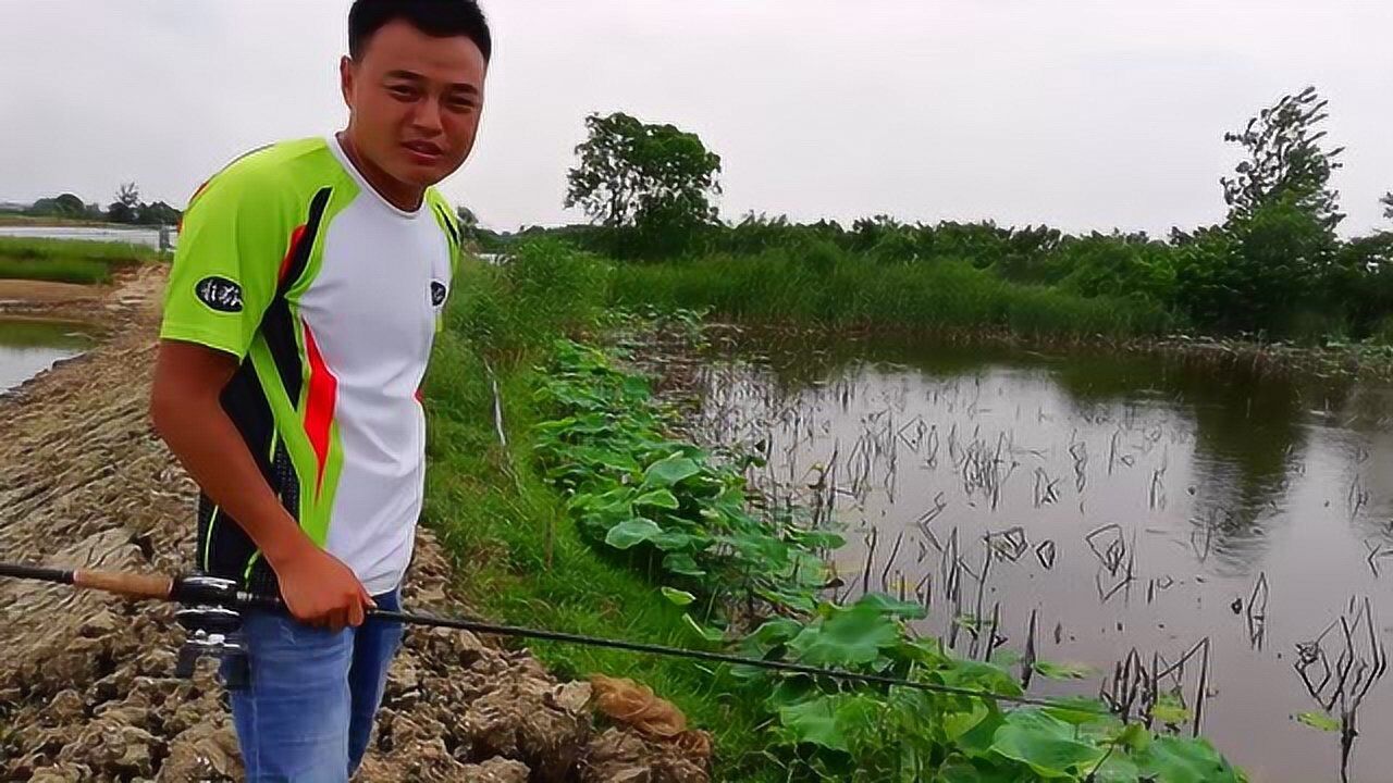 龙虾塘里黑鱼泛滥,放牛哥使用雷蛙路亚扫荡黑鱼群腾讯视频