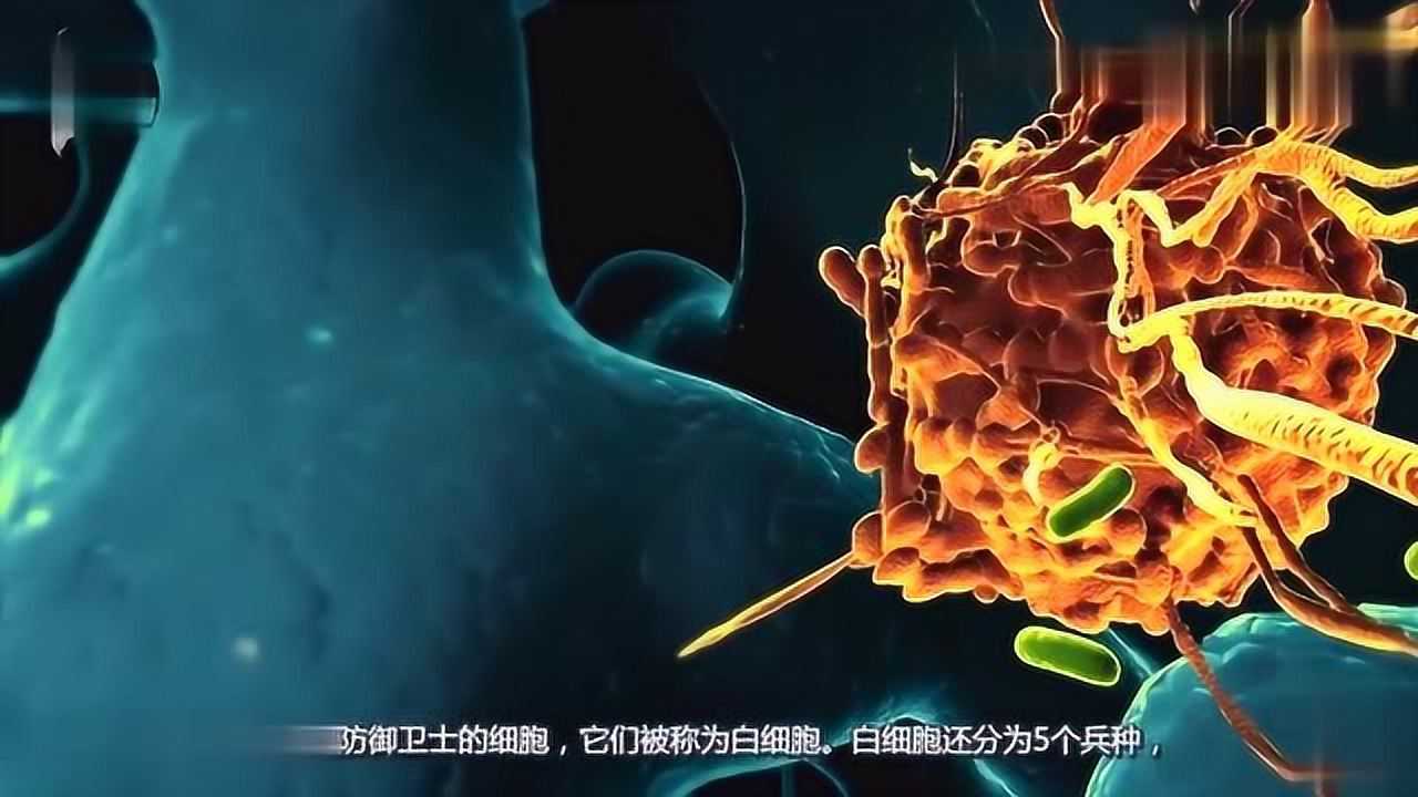 人类身体里的卫士一场看不见硝烟的战争白细胞追杀病毒细菌