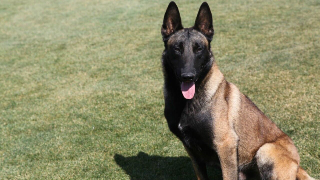 马犬带金毛外出打架,这次轮到它俩被揍了,该!