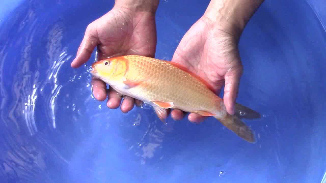 华锦网2018-008期拍卖-10赤目银鳞红芥子鲤-28cm