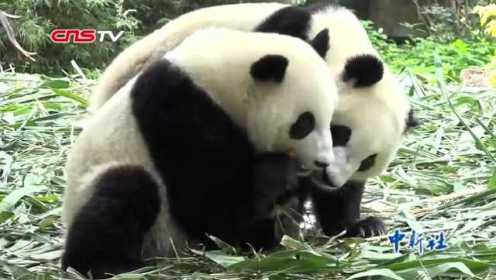 吃吃喝喝住豪宅：带你看“国宝”大熊猫的生活