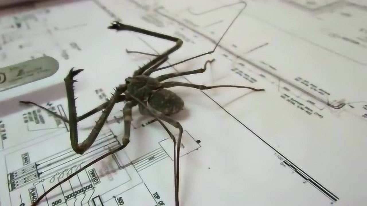 鞭蛛, 一种介于蝎子和蜘蛛之间的物种, 长见识了!