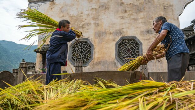 首届中国农民丰收节,篁岭喊你一起打稻谷