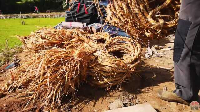 农村用稻草绳来捆稻谷才最实用和环保,你见过这样编草绳嘛?