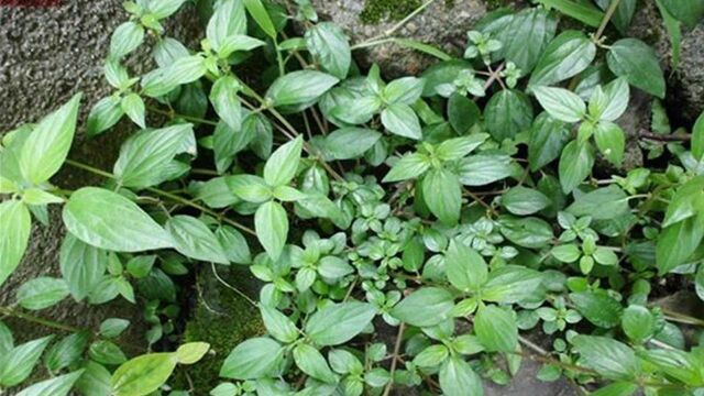 体内淤湿起水肿?这种野草农村常见,煎汤、外敷都能利湿消肿!