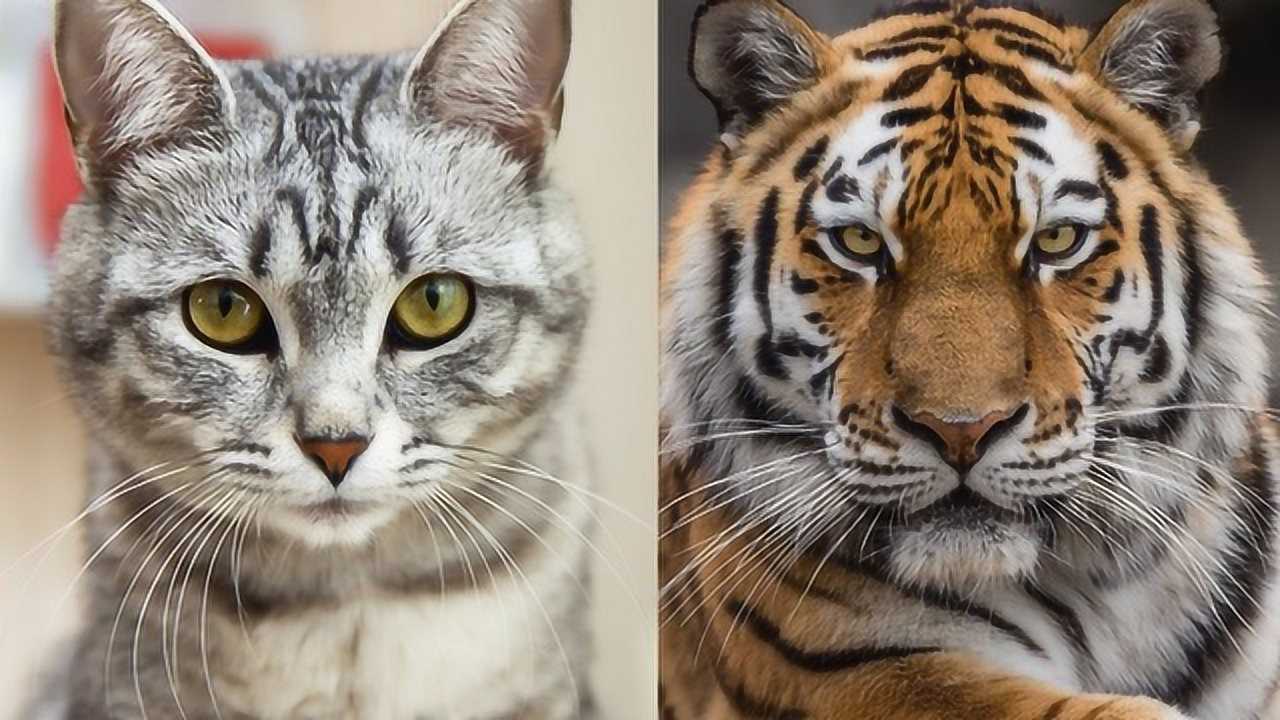 当老虎遇上猫老虎会是什么反应是当做自己人还是无差别攻击