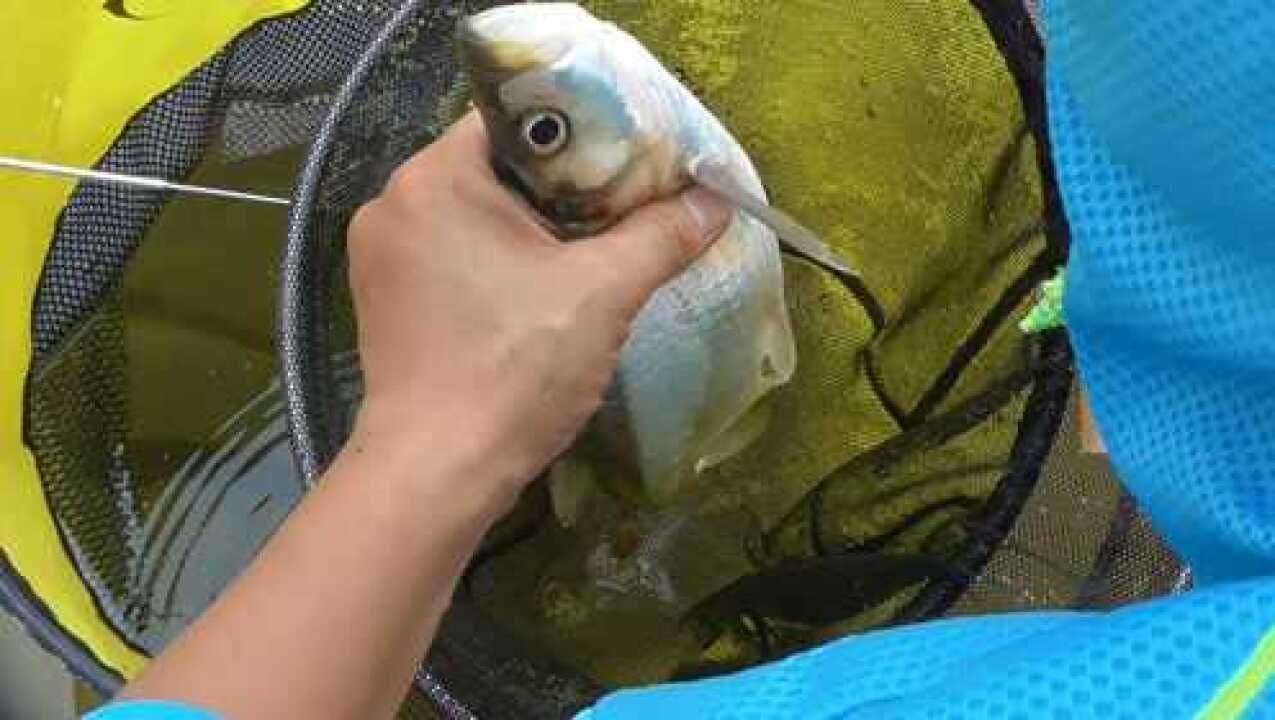 钓鱼水库这鱼嘴巴大活泥鳅一口就被它吃了吃口太猛了
