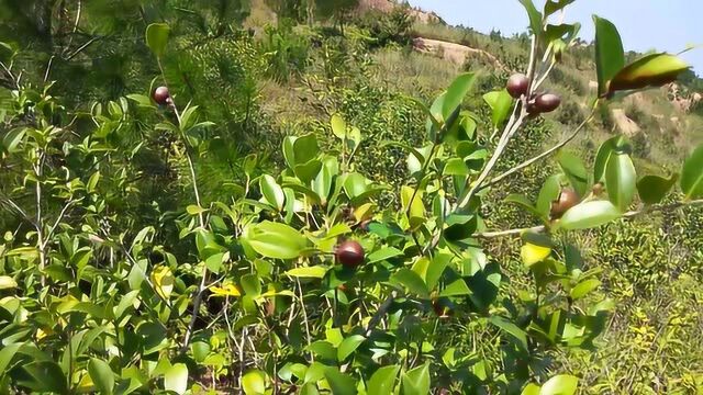 农村小伙在山坡上摘的山茶籽,全身都是宝,榨出来的油卖到90元一斤