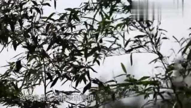 河南信阳罗山县石山口水库朱鹮1成长