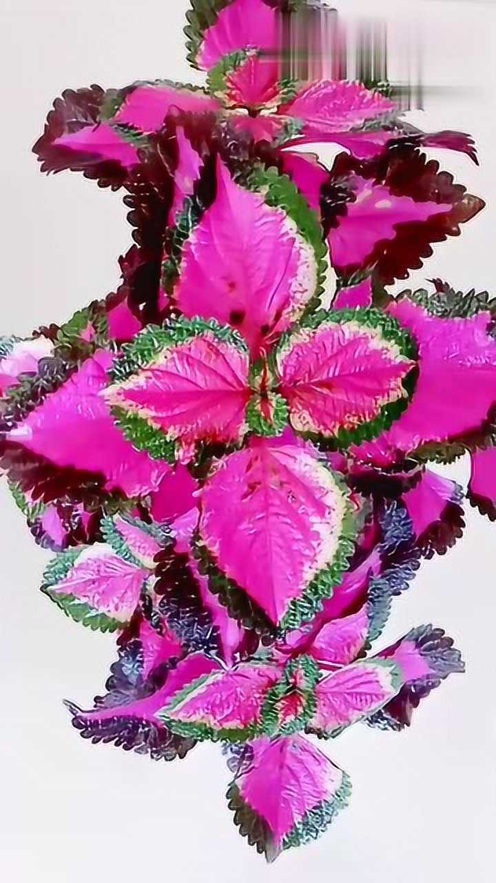 赞美小视频爱花养花小清新彩叶草又称老来俏