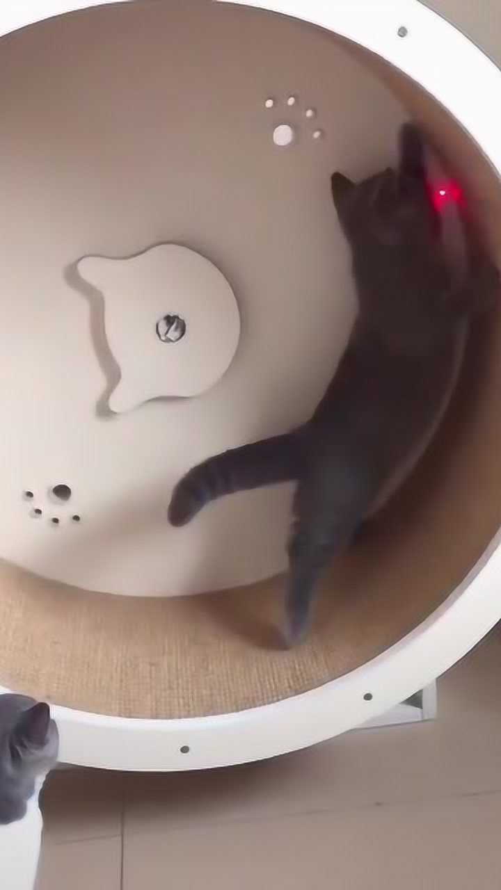 用激光灯逗猫猫,太好玩了