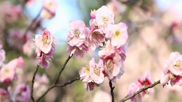 琵琶《第三十八年夏至》灯下的影,粉饰着回忆