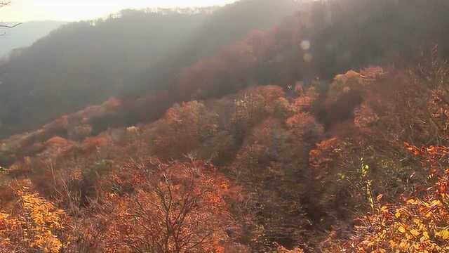 满山都是红色的枫叶树,层林尽染,山花烂漫,多美漂亮的景色!