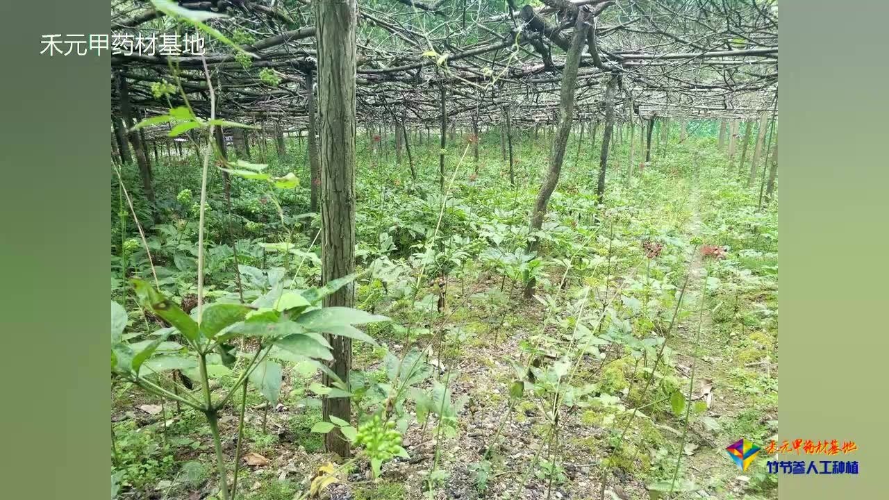 竹节参人工种植技术