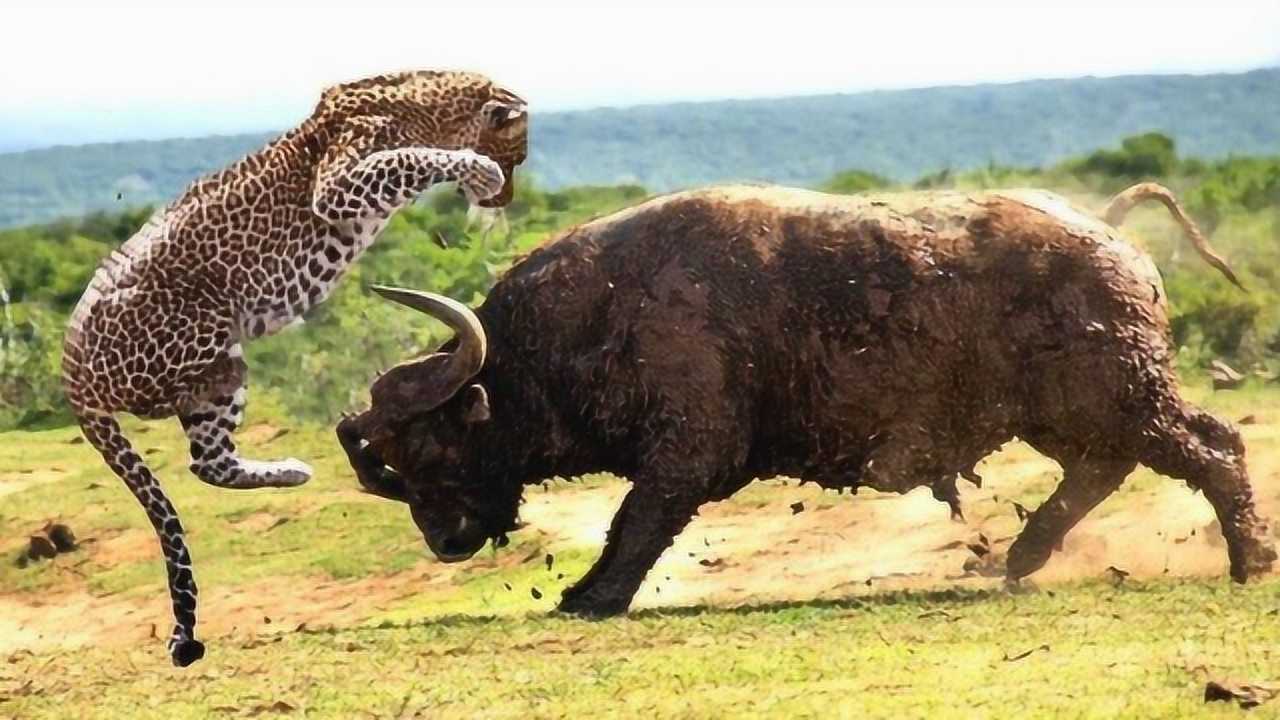 豹子丛林埋伏牛群水牛一个动作成功让牛群拖险