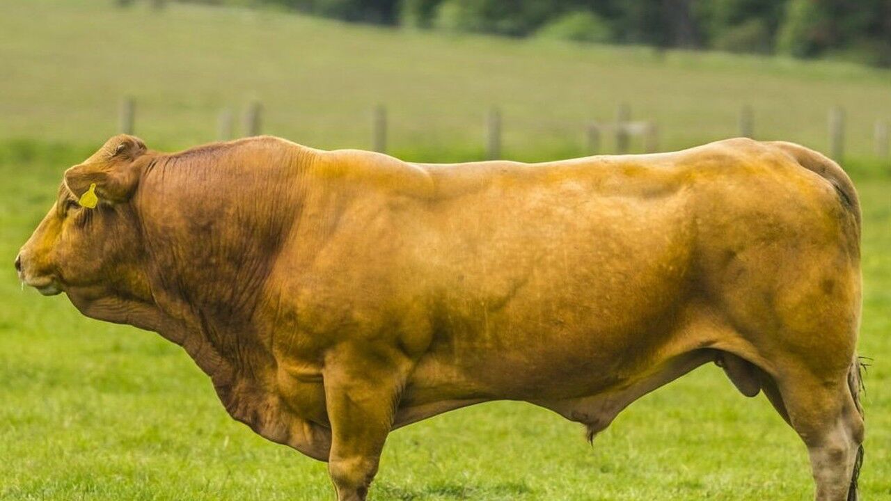 鳄鱼大战非洲公牛,霸气的水牛把鳄鱼活活拖上岸