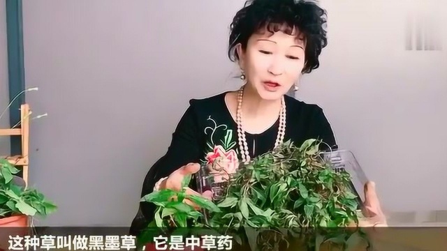 阿姨带你认植物:黑墨草,能用来洗头的草,天然“洗发水”!