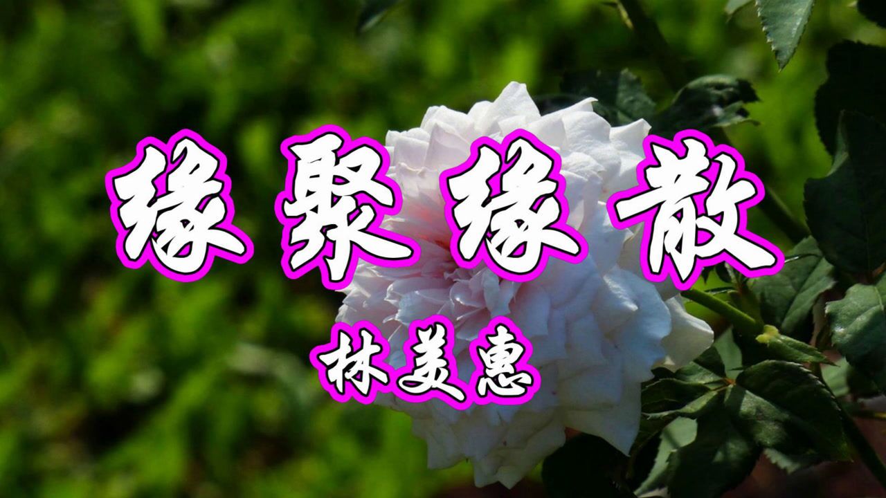 林美惠一首怀旧老歌《缘聚缘散》伤感极了