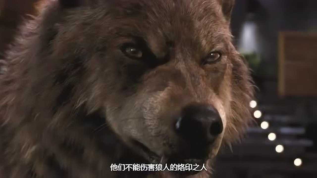 暮光之城:雅各布霸气变身狼人,保护贝拉的女儿,他跟蕾妮烙印了