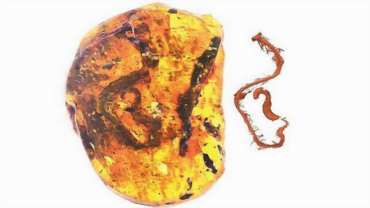 9900万年前琥珀中发现罕见的幼蛇化石保存非常完整