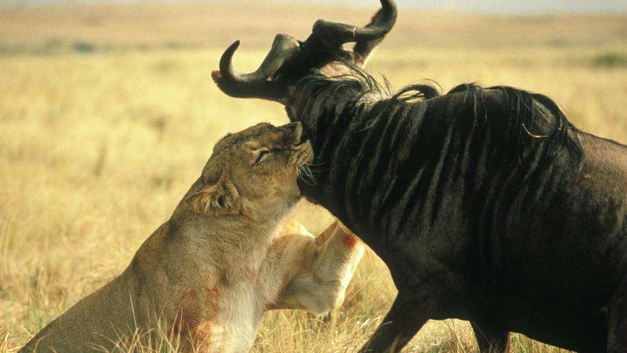 狮子捕食非洲角马不成,反被角马顶了一身伤