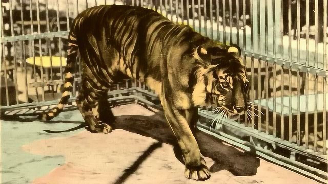 爪哇虎一种灭绝的老虎现今仅存图片在世看完陷入沉思中