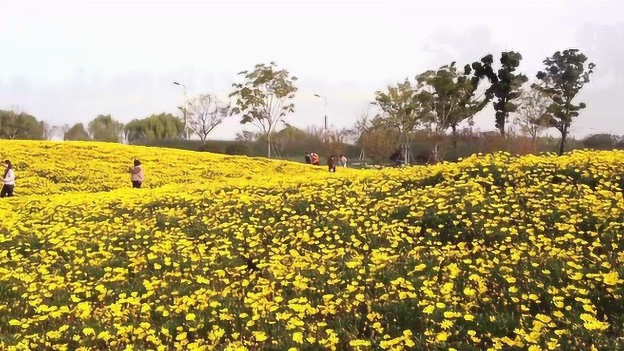 苏州西京湾花田图片