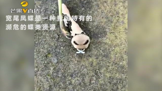 山间惊现头呈三角形“怪虫”?实为国家二级保护动物!