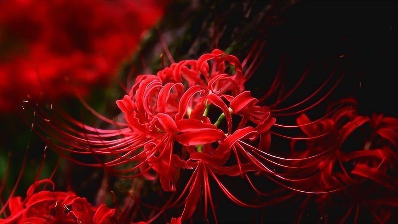 传说中开在冥界唯一的花引魂之花彼岸花你知道它的寓意吗