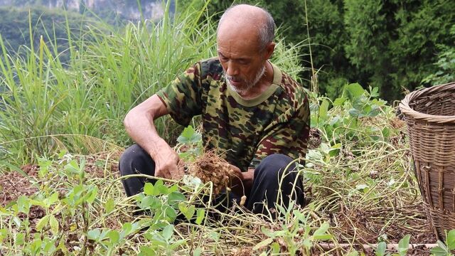 农村老伯拔花生,拔花生这活,你多久没有干了