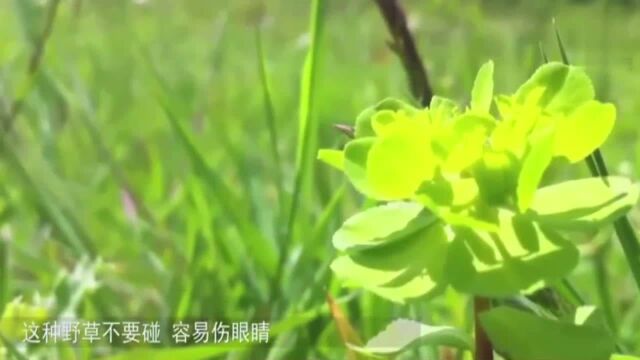 农村这种有毒的草,却被编进草药册:拔毒止痒,外用治颈淋巴结核