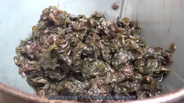 大雨后的长在地皮上野菜,人称“天菜”药食两用!