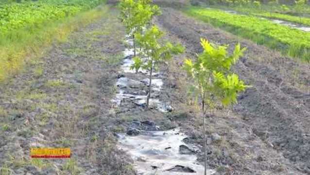 特色种植提质增效 “土地银行”硕果累累