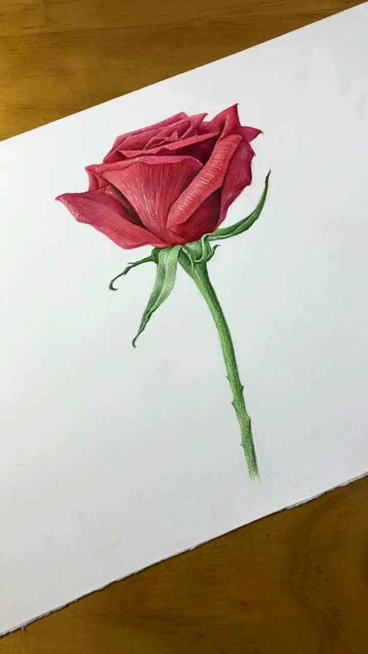 立体画,画一个3d的红色玫瑰花,女孩子最爱