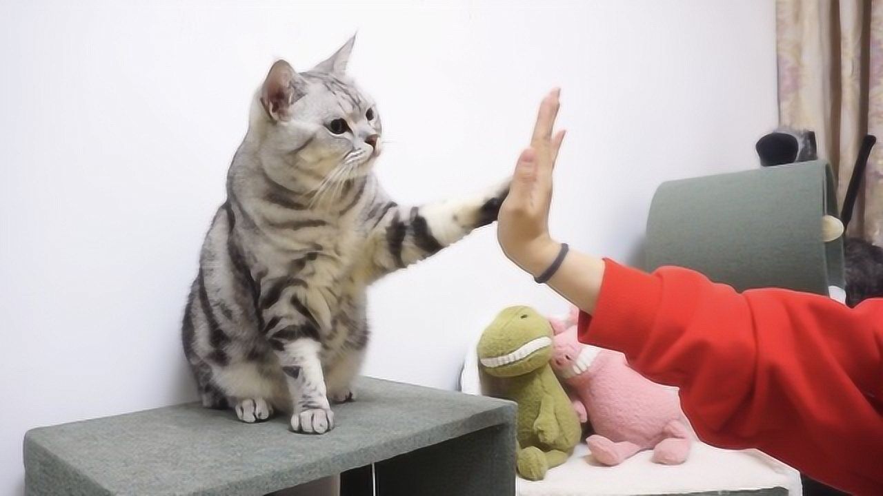 猫咪握手表情包图片