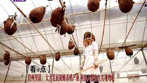 贵州望谟:大力发展胡蜂养殖产业