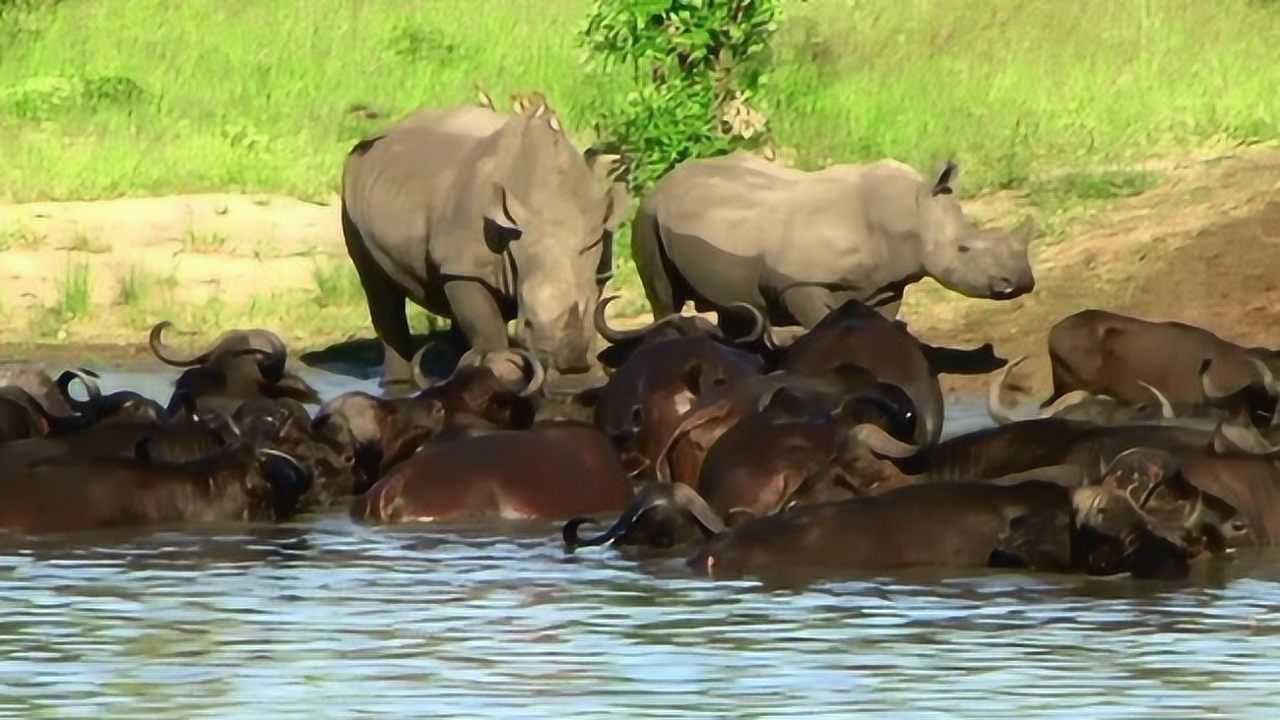水塘里有几十只野牛犀牛不怂前来饮水犀牛小老弟泡澡呢