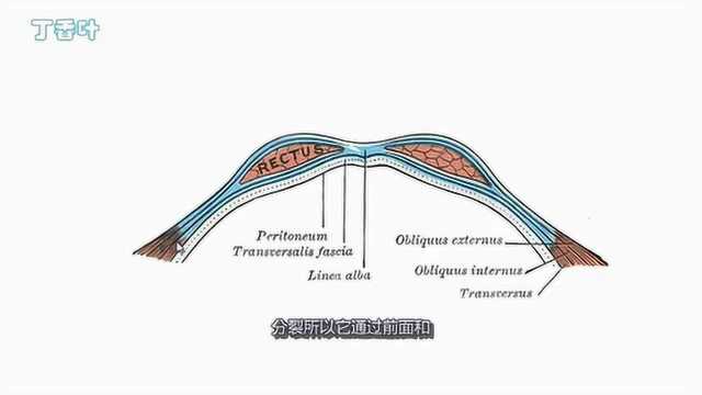 前腹壁肌肉  3D解剖学教程