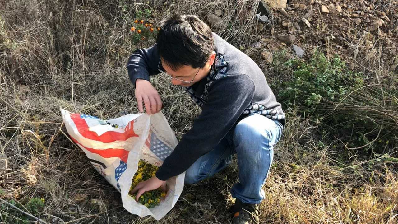农村小王上山挖野花,一斤能挣10-50元,看看什么花价格这么高