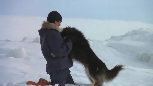 南极物语：动物之间的相互慰藉是感人的