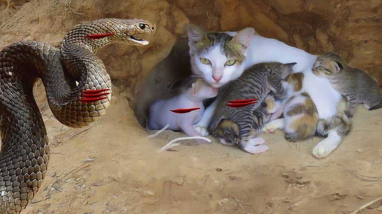 蛇猫大战,小奶猫们倒霉了!